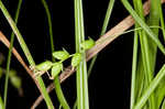 Slender woodland sedge